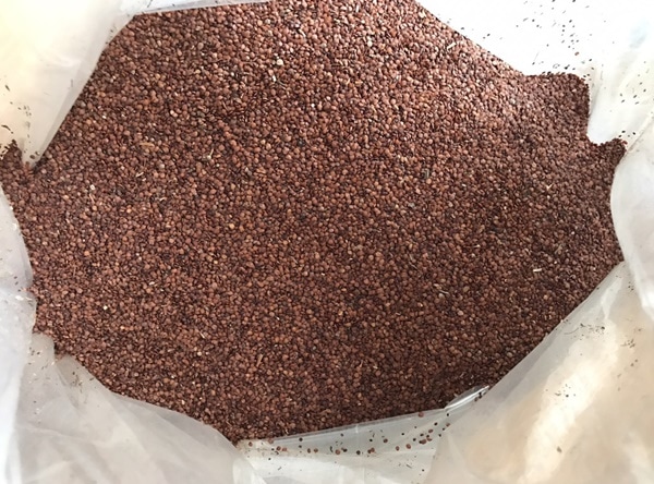 Hạt ngũ hoa có vị ngọt, tính mát, hơi đắng