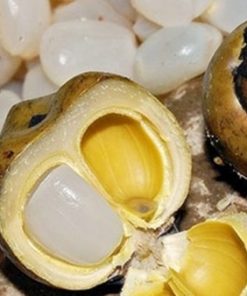 Hạt đác được thu hoạch từ tháng 4 đến tháng 6 hàng năm