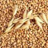 Hạt lúa mì: Giá trị dinh dưỡng và 10 tác dụng vàng đối với sức khỏe