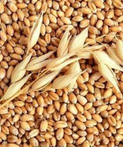 Hạt lúa mì: Giá trị dinh dưỡng và 10 tác dụng vàng đối với sức khỏe