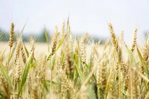 Hạt lúa mì: Giá trị dinh dưỡng và 10 tác dụng vàng đối với sức khỏe