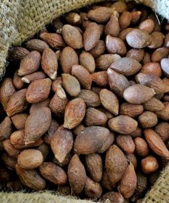 Hạt đười ươi - 'Yến sào của núi rừng Tây Nguyên'