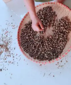 Một cây đười ươi trưởng thành có thể cho 30 đến 40kg hạt/ mùa thu hoạch