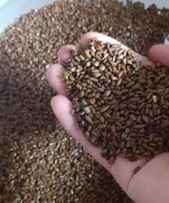 Hạt muồng - vị thuốc dân gian có nhiều công dụng cho sức khỏe 11 Dùng nhiều hạt muồng có thể bị đi phân lỏng, khó tiêu