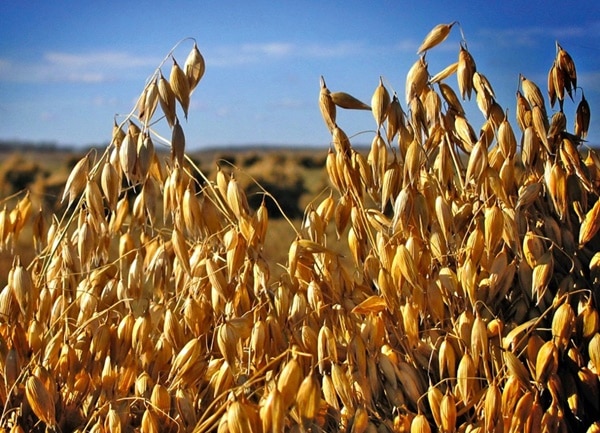 Hạt yến mạch già được dùng làm lương thực, thực phẩm bổ sung dinh dưỡng...