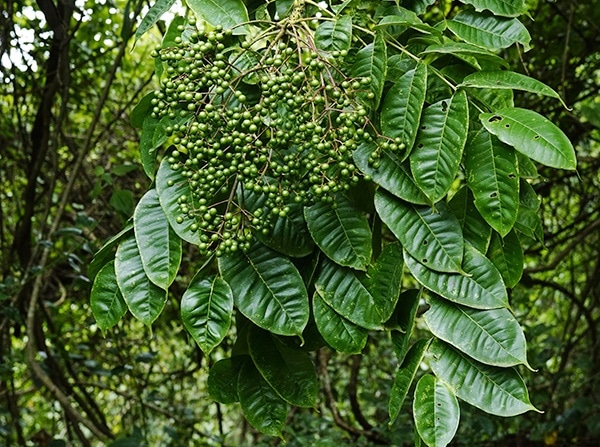 Cây mắc khén chỉ mọc ở những vùng núi có độ cao 500 đến 1500m so với mặt nước biển